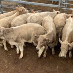 Brahman-cross steers hit $1160 at Beaudesert