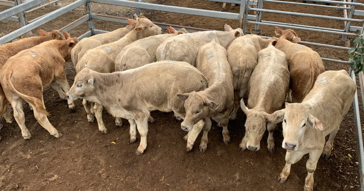 Toogoolawah yarding up as producers destock