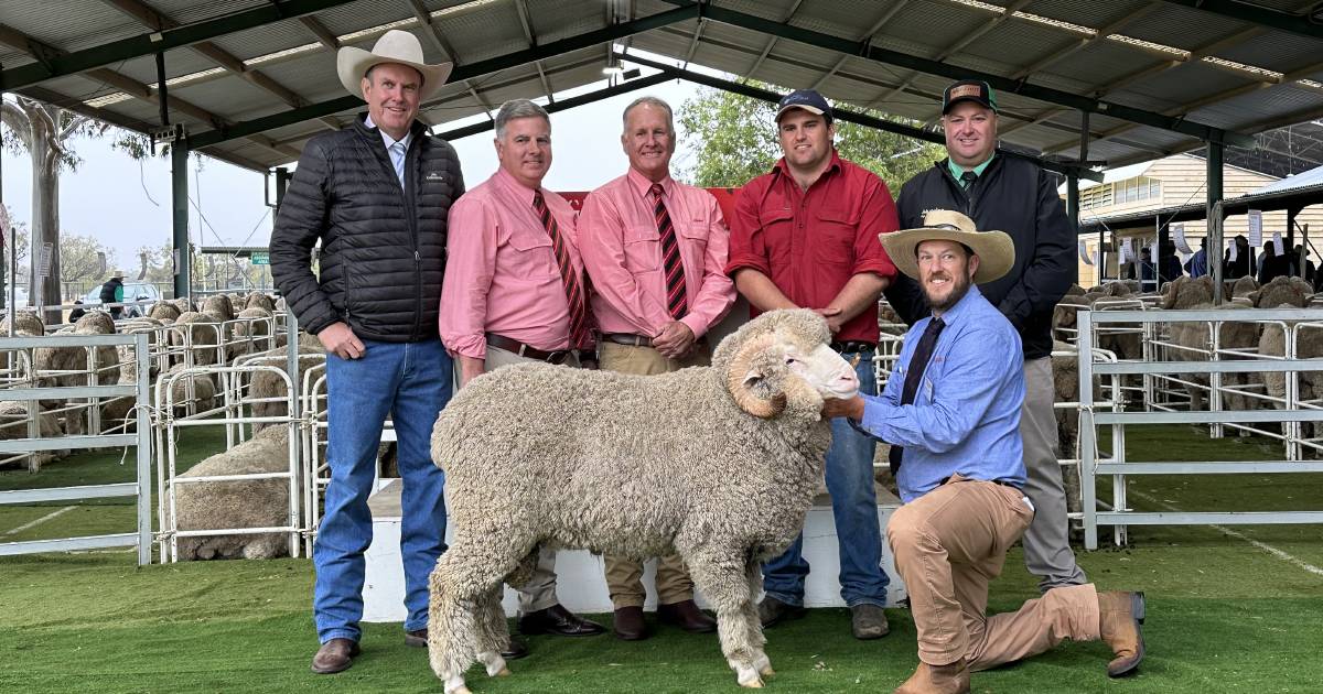 Wool quality and structure in demand at Egelabra Merino sale.