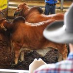 Two six figure bulls take 2023 Brahman Week to next level