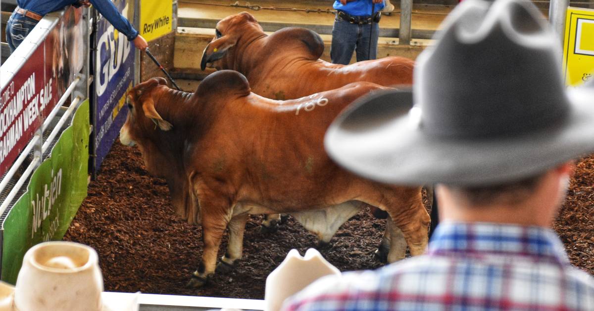 Top vendor averages on final day of Rockhampton Brahman Week Sale