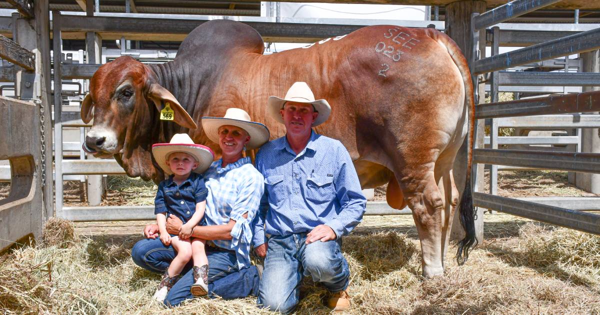 Shift to Rocky pays off for former NSW-based Brahman stud