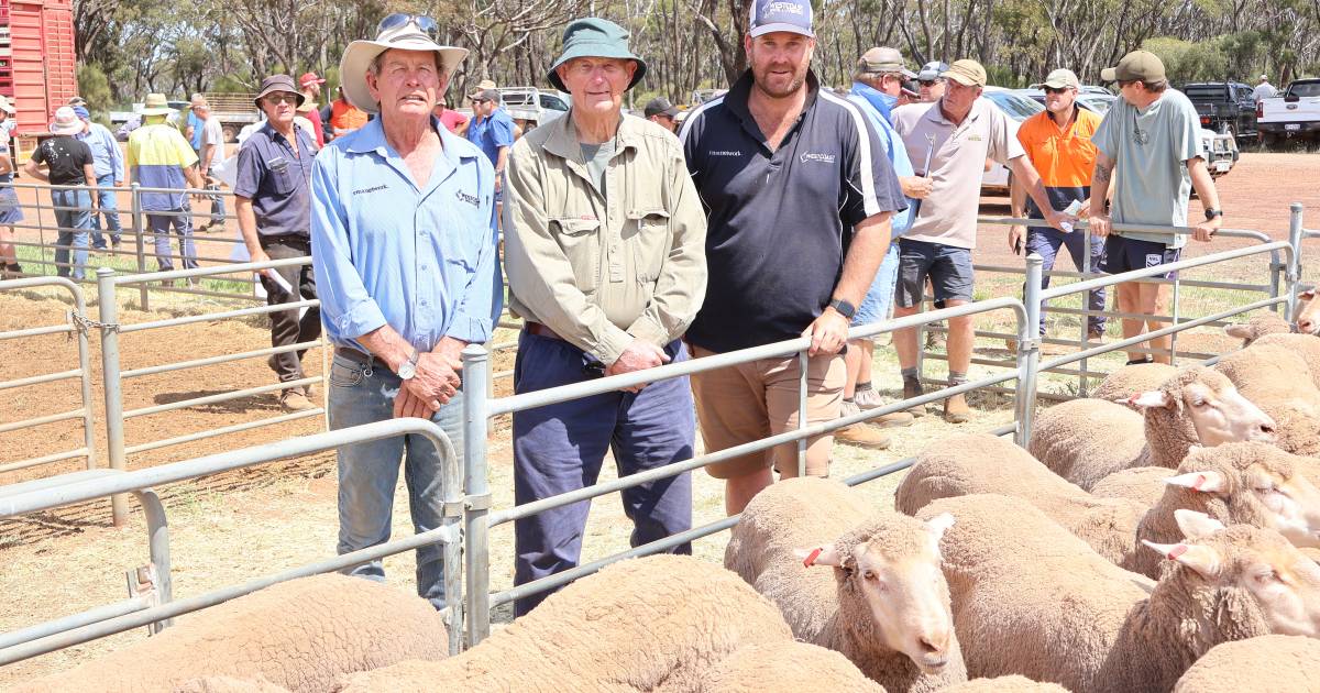 Ronern bloodline line ewes make $113 | Farm Weekly