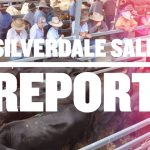 Local crossbred steers dearer at Emerald