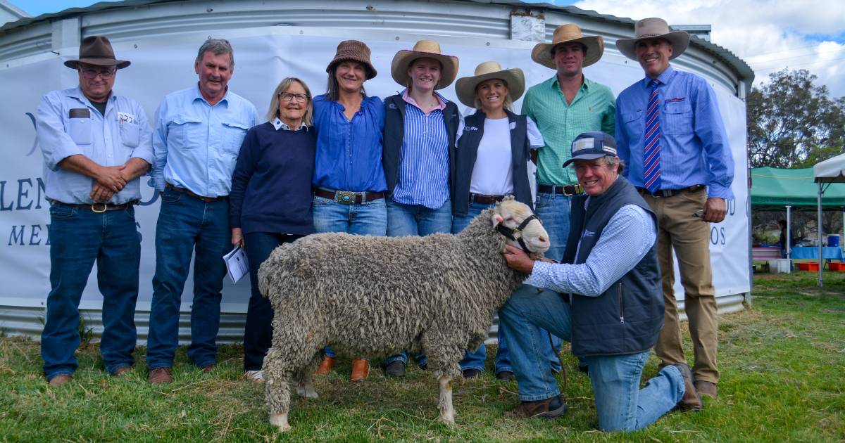 Rams sold to five states at Glenwood Merino sale