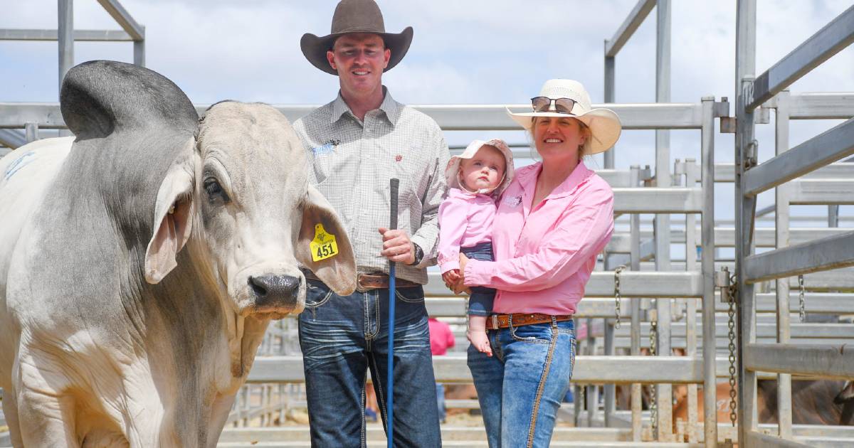 Sharpe Brahman stud’s successful debut at 2023 Rockhampton Brahman Week Sale | Queensland Country Life