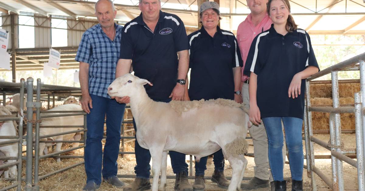 Ida-Vale Western White sells to $5000 | Farm Weekly