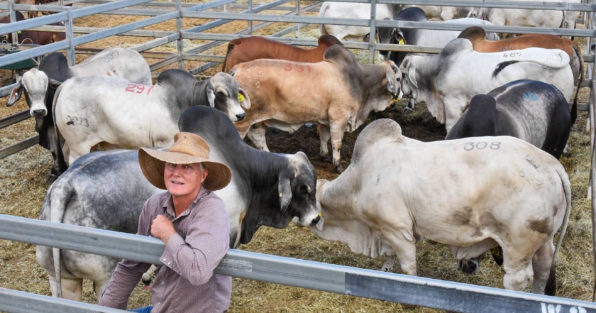 Mt Garnet's Tirrabella Pastoral Co's bulk Brahman order at RBWS