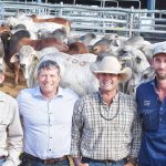 Steers make $870/hd at Innisfail