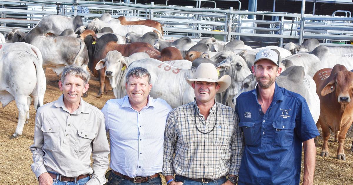 Northern Territory buyer on what is next for 53 bulls from Brahman Week