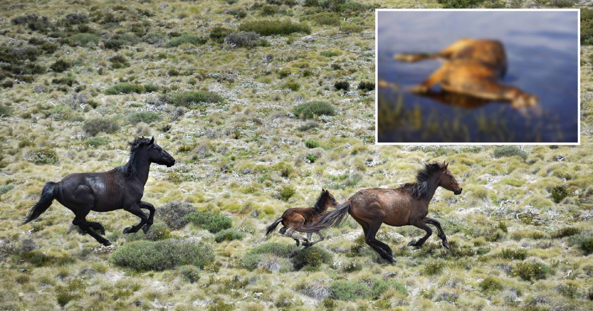 'The stench of it!' Carcasses left to rot in pristine waters of the Snowies