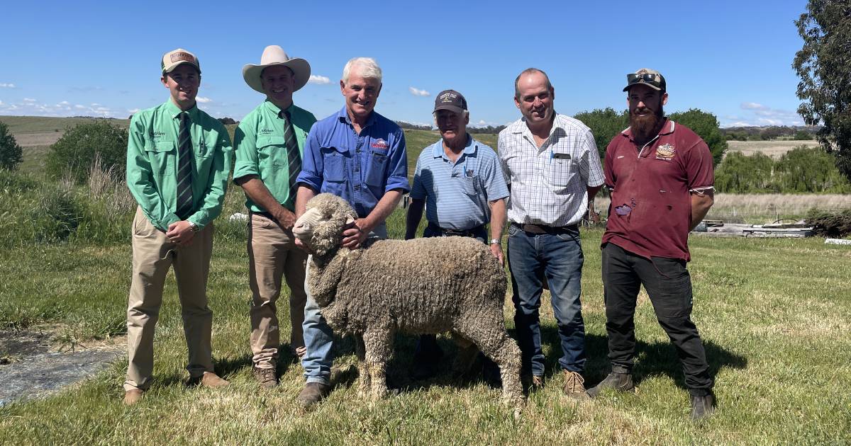 Ram with elite set of figures tops Tallawong Merinos sale