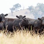 Full clearance at inaugural K.O Angus bull sale at Springsure