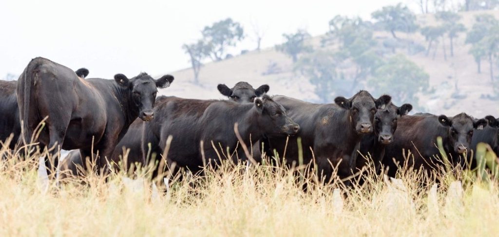 Methane, genetics R&D focus at the Efficient Beef Open Day