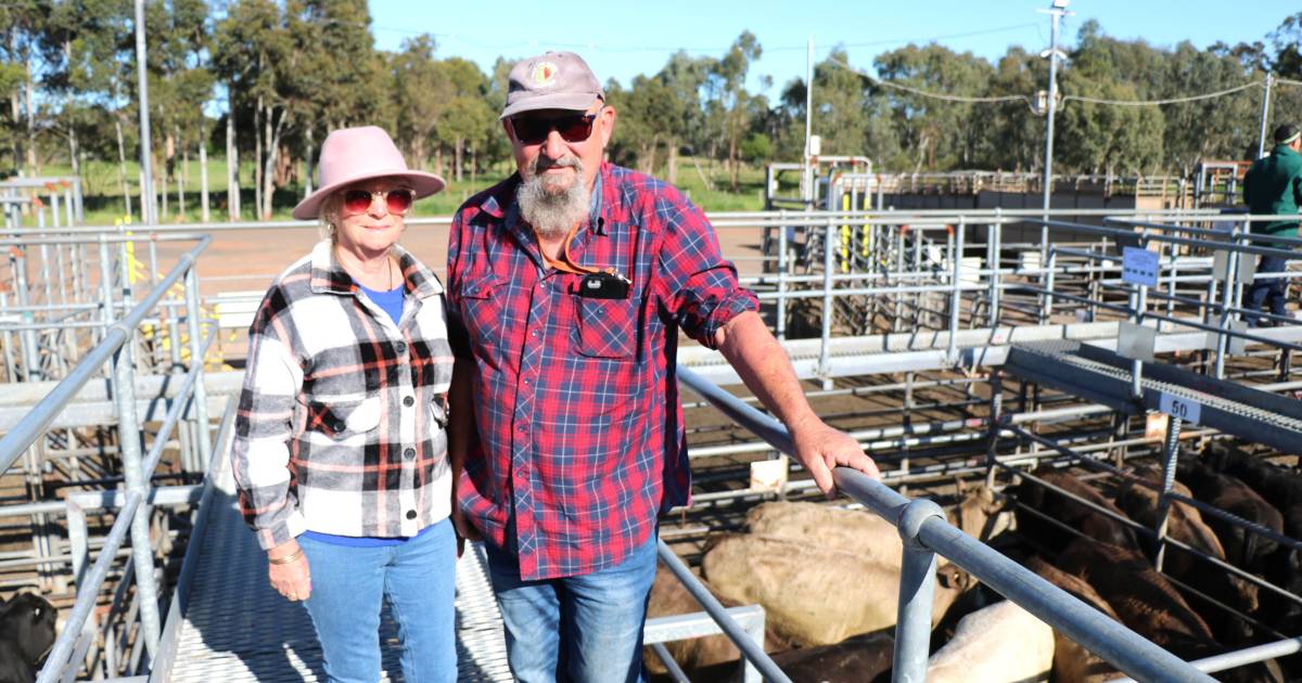 Beef steers attract strong interest at Boyanup sale