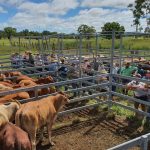 Riparian repair a post-flood investment for impacted Northern Rivers