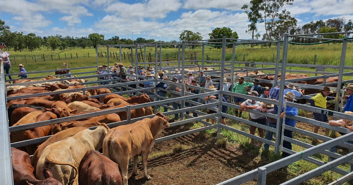 Bulls dearer at Monto