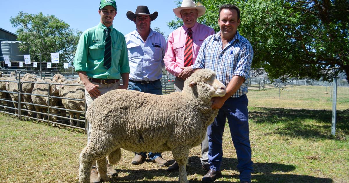 Return buyers dominate Cassilis Park Merino sale