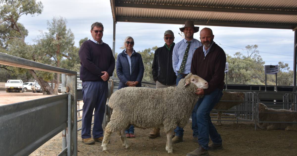 New Victorian stud secures ram at Calga, DD, Uardry Dohne sale. | The Land