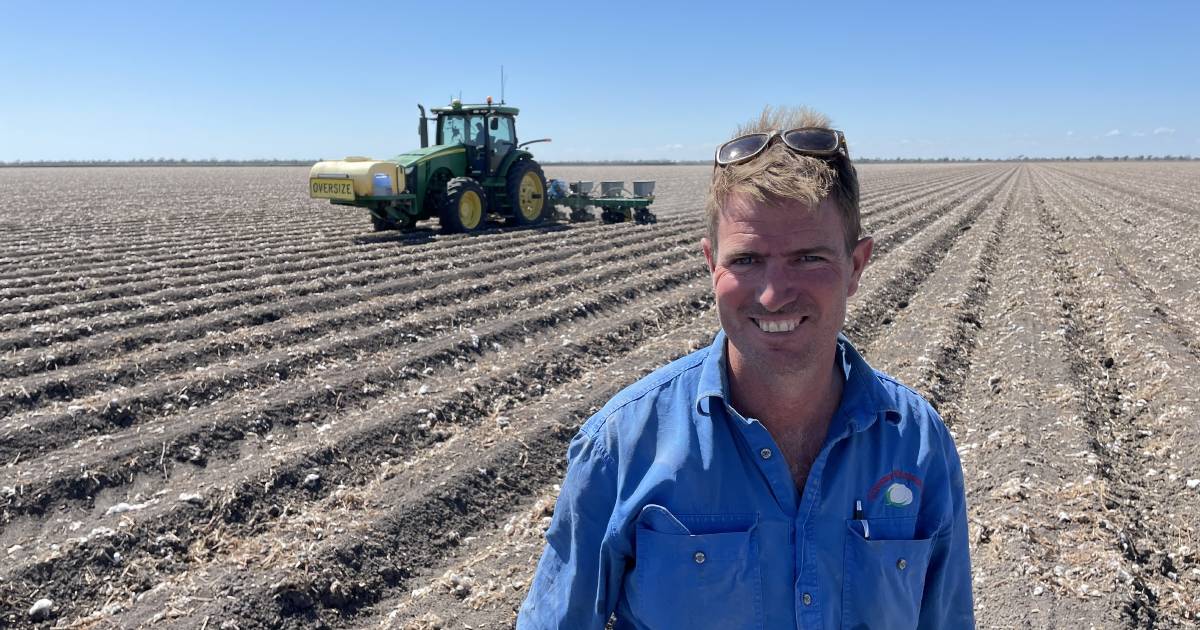 Irrigated sorghum more than a disease break