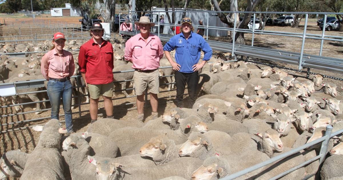 Merino ewes make $77 at Top of Drop | Farm Weekly