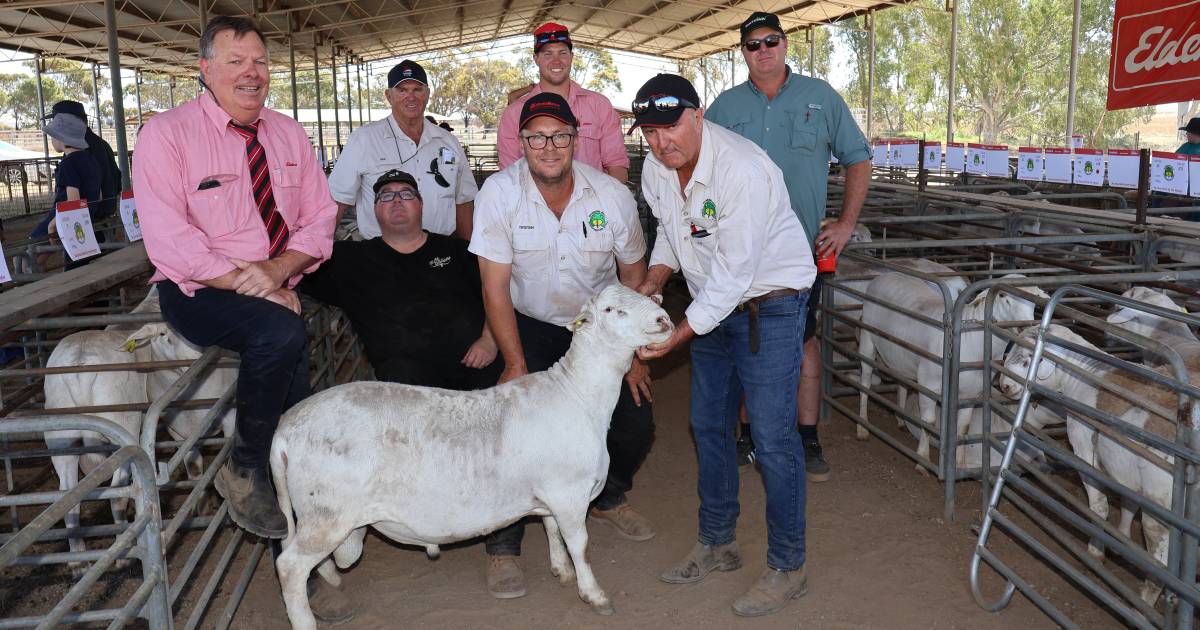 Rainbows Rest SheepMaster sells to $12,000 | Farm Weekly