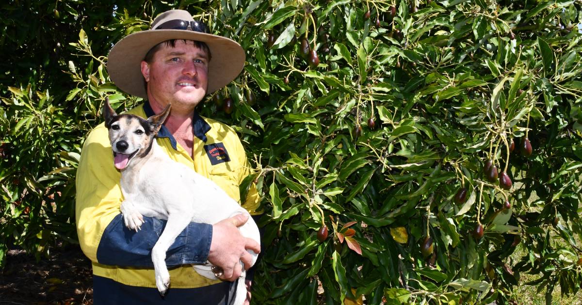 Mixed seasonal outlook for Capricorn Coast fruit grower