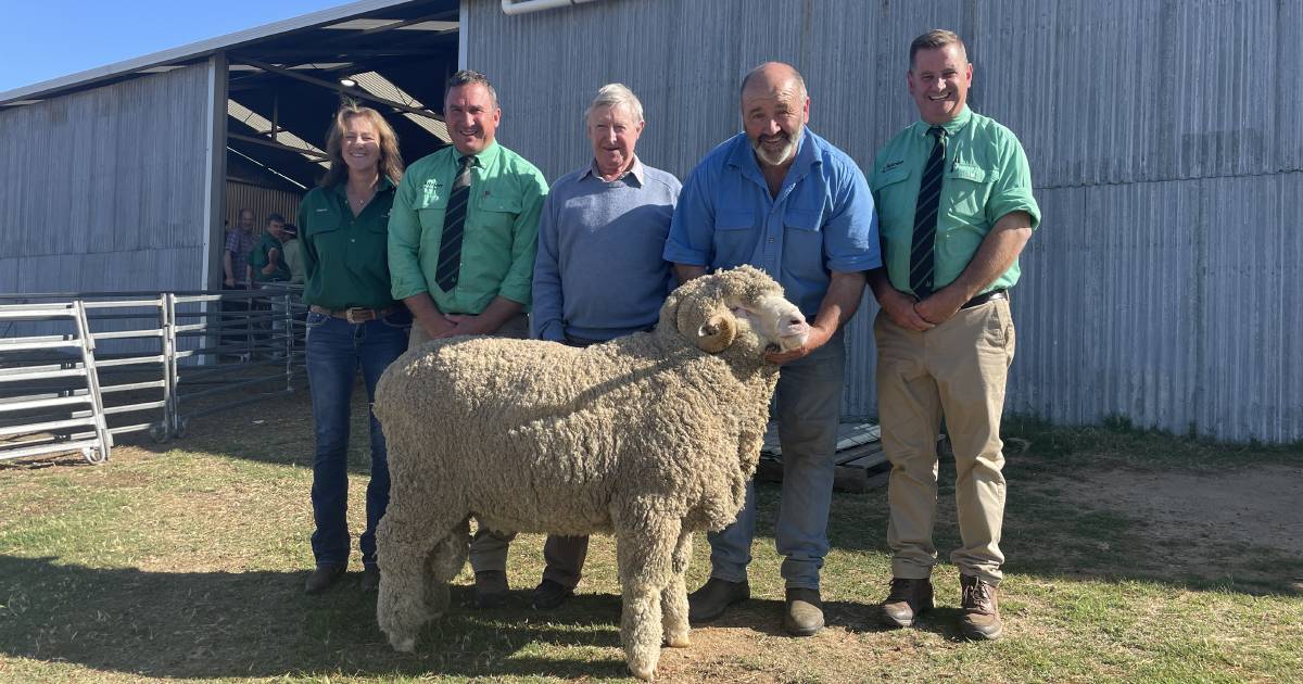 Conrayn Merino stud sets on-property ram sale record