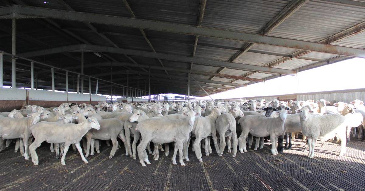 $100k grant for indoor sheep feedlot