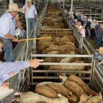 $100k grant for indoor sheep feedlot