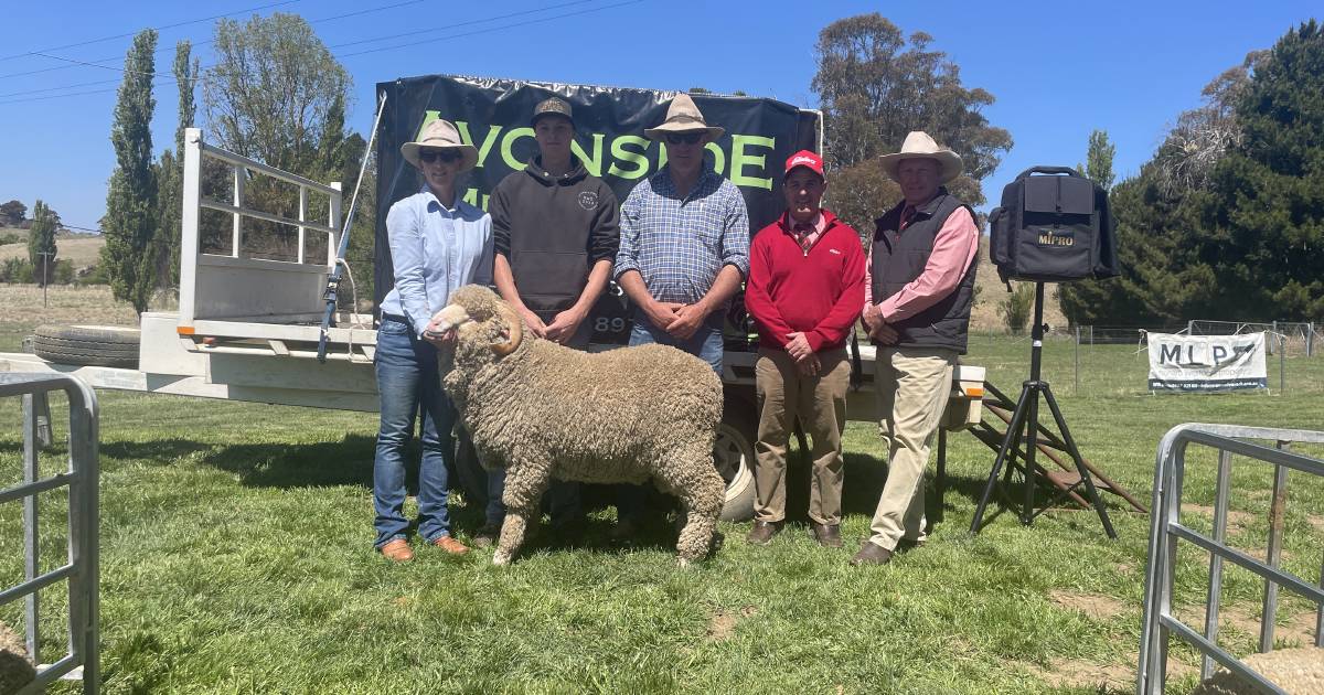 Buyer knew what ram he wanted at Avonside and buys it for equal top price