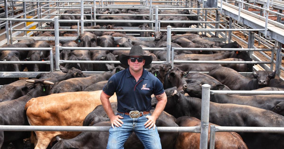 Capella restocker pounces on volume Brangus cow and calves line at Emerald