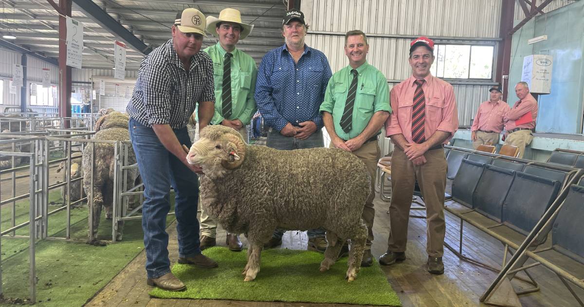 Cottage Park 2023 Merino ram sale clearance rate, top price, average | The Land