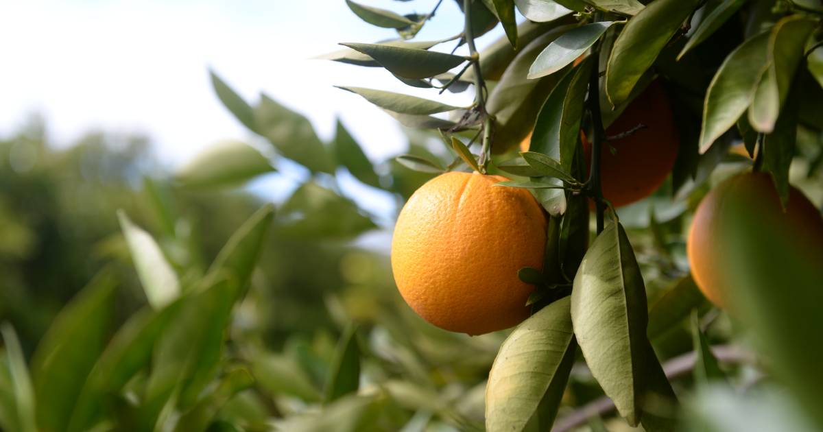 New guide for growers fighting citrus pests and diseases | The Land