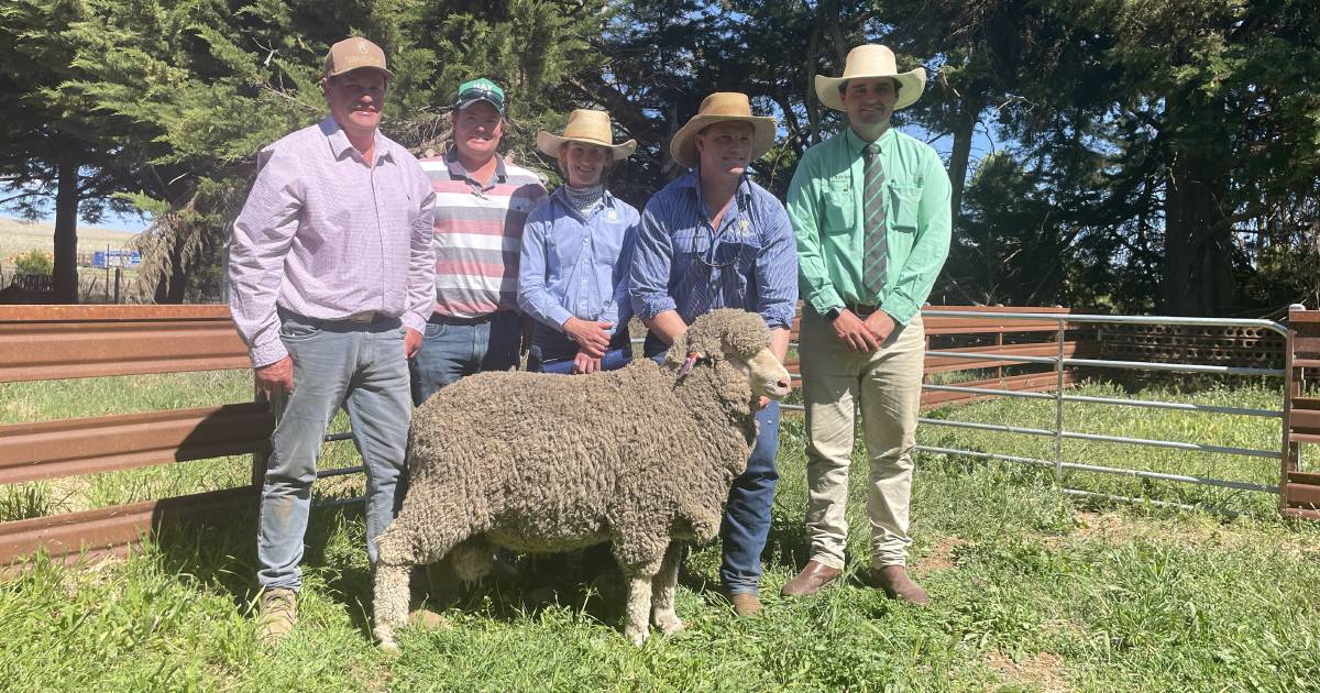 Return client purchases top-priced ram at Hazeldean Merinos sale