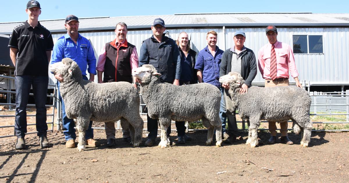 Westerdale Poll Merino tops $4000, three times | Farm Weekly