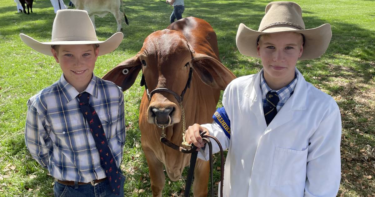 Beef exhibits shine at North Coast National | The Land