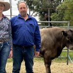 A barley beloved by feral pigs