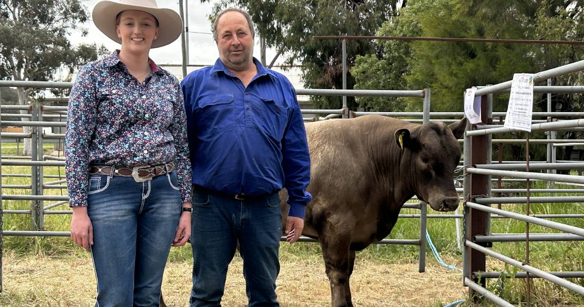 Premier Murray Greys Sale at Albury features bulls and heifers | The Land