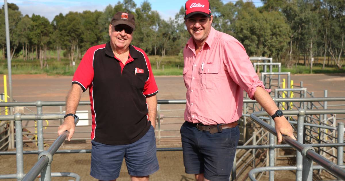 Beef steers sell to $1227 at Boyanup | Farm Weekly