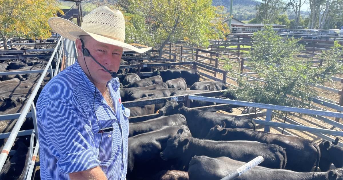 Rates for quality cattle on the improve at Gloucester store sale