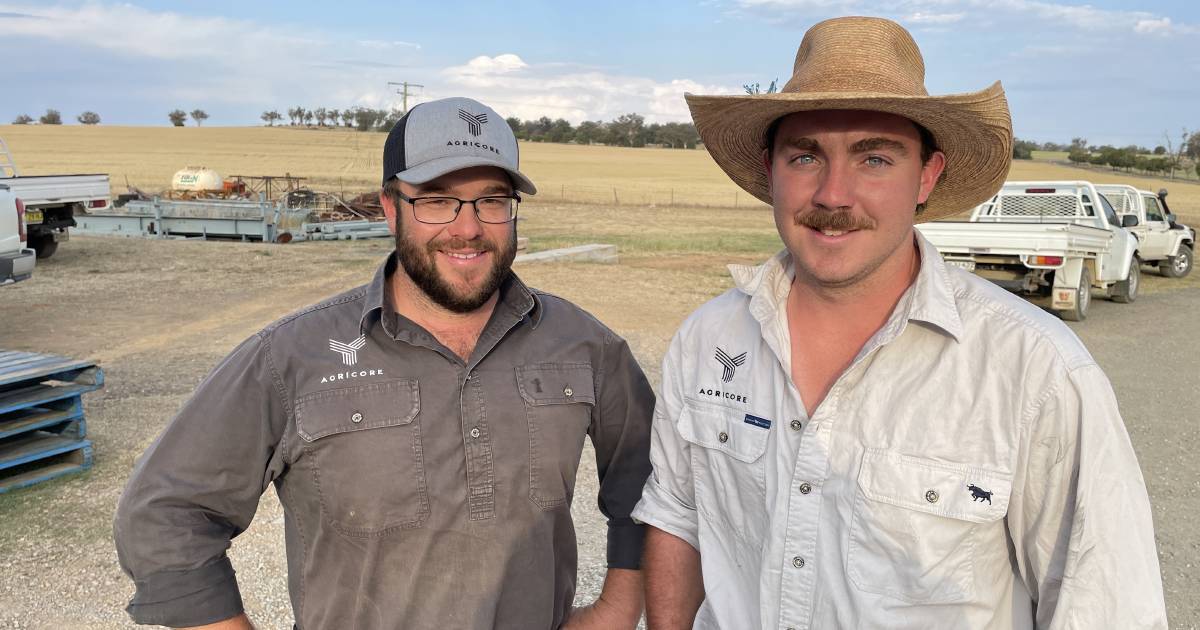 Raider wheat a Duri Ag Bureau winner