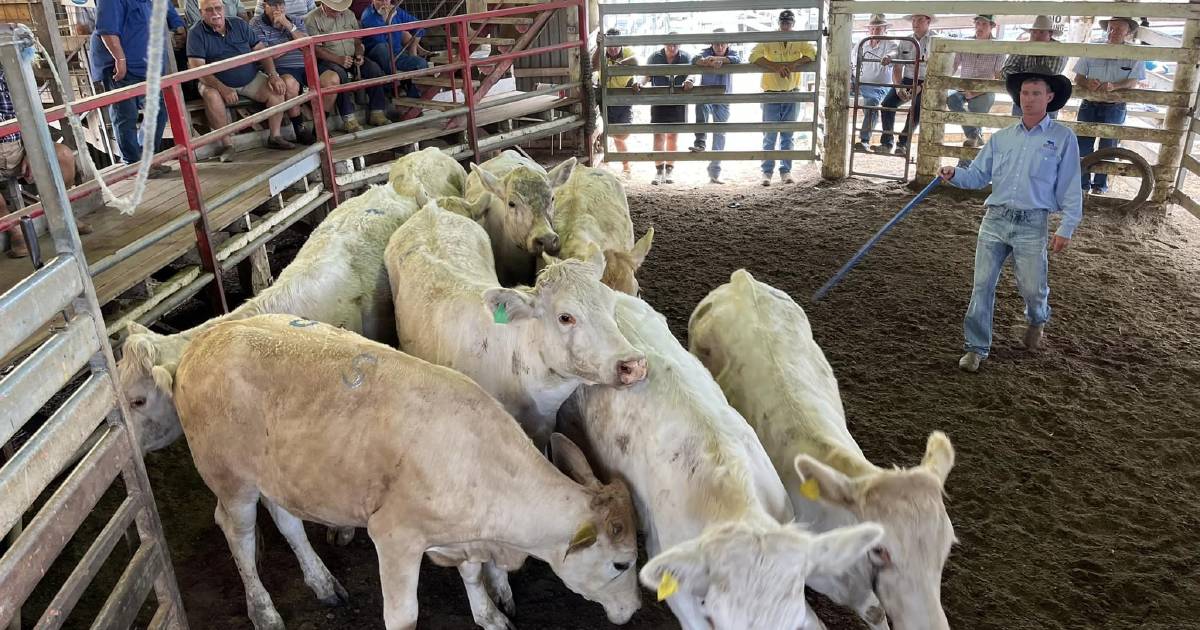 Market firm to dearer for cows, feeders, weaners and quality younger cattle at Laidley