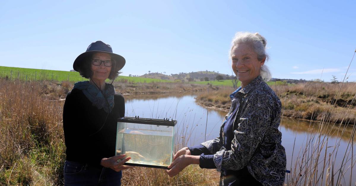 Southern Pigmy Perch released into Oolong Creek