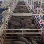 Tender called for lease of Casino's NRLX saleyards