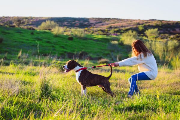 How to stop your dog pulling on the lead, by A-list trainer Ben Randall