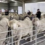 National Merino judging competition goes to NSW | The Land