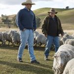 Rain lifted values at Deniliquin sheep sale | The Land