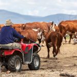 Managing Medusahead grass with cattle