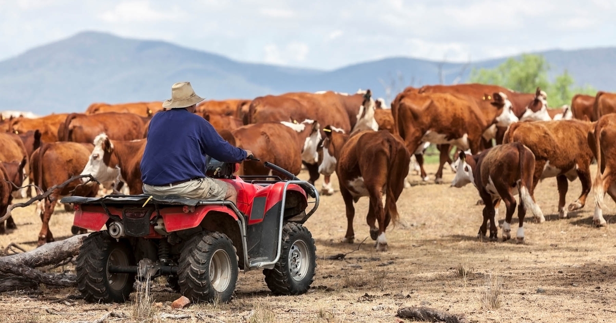 Ensuring high cattle prices longer